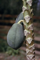 Cocoa bean, Theobroma cacao.