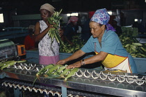 Sweetcorn, Zea mays.