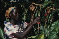 Coffee, Coffea arabica.