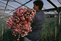 Carnation, Dianthus.