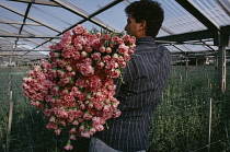 Carnation, Dianthus.