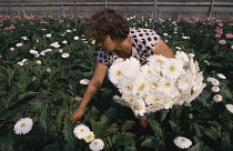 Gerbera.