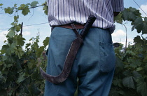 Grapevine, Vitis vinifera.