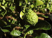 Ugli Fruit, Citrus paradisi, Citrus reticulata, Tangelo.