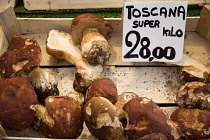 Mushroom, Boletus edulis, Cep mushroom, Porcino mushroom.