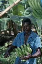 Banana, Musa acuminata.