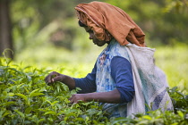 Tea plant, Camellia sinensis.