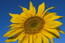 Sunflower, Helianthus annuus.