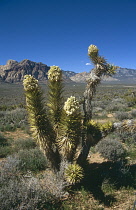 Joshua tree, Yucca brevifolia.