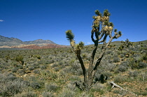 Joshua tree, Yucca brevifolia.