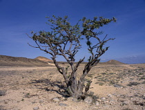 Frankincense, Boswellia.