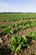 Lettuce, Lactuca sativa.