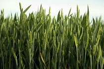 Wheat, Triticum.
