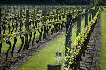 Grapevine, Vitis vinifera.