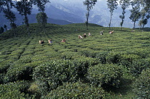 Tea plant, Camellia sinensis.