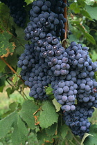 Grape, Vitis vinifera.