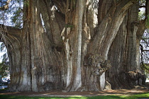 Montezuma Cypress, Taxodium mucronatum.