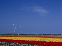 Tulip, Tulipa.