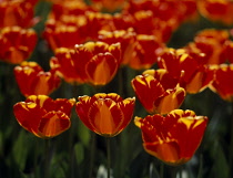 Tulip, Tulipa.