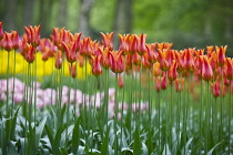 Tulip, Tulipa.