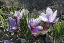 Crocus, Crocus sativus, Saffron crocus.