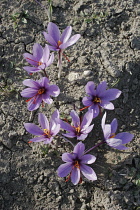 Crocus, Crocus sativus, Saffron crocus.