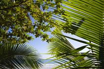 Palm, Cocos nucifera, Coconut palm.