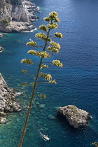 Agave, Agave americana.