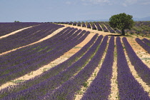 Lavender, Lavandula angustifolia.