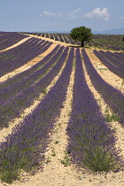 Lavender, Lavandula angustifolia.