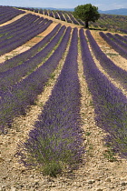 Lavender, Lavandula angustifolia.