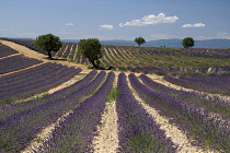 Lavender, Lavandula angustifolia.