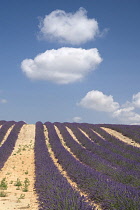 Lavender, Lavandula angustifolia.