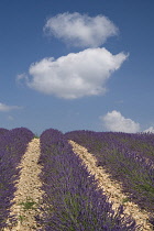 Lavender, Lavandula angustifolia.