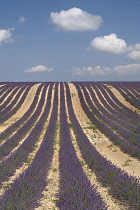 Lavender, Lavandula angustifolia.