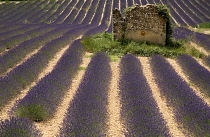 Lavender, Lavandula angustifolia.