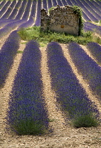 Lavender, Lavandula angustifolia.