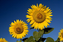 Sunflower, Helianthus annuus.