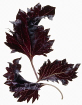 Basil, Ocimum basilicum 'Purple Ruffles', Purple basil.