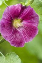 Hollyhock, Alcea rosea.