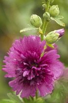 Hollyhock, Alcea rosea 'Queeny purple'.