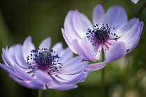 Anemone, Anemone coronaria.