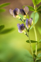False Indigo, Baptisia 'Twilite Prairieblues'.