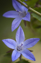 Bellfower, Campanula, Campanula poscharskyana.