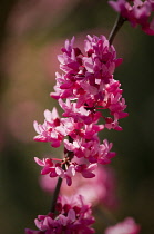 Forest pansy, Cercis canadensis.