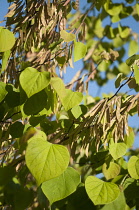 Forest pansy, Cercis canadensis.