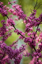 Forest pansy, Cercis canadensis.