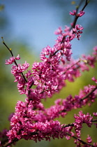 Forest pansy, Cercis canadensis.