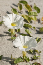 Beach morning-glory, Ipomoea imperati.