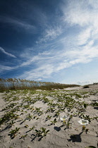 Beach morning-glory, Ipomoea imperati.